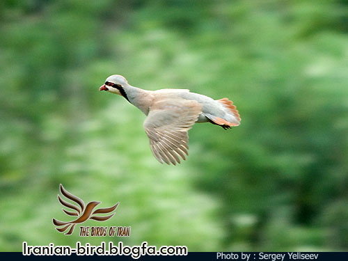 کبک در پرواز - Chukar Partridge in flight