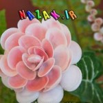 گلهای-ساخته-شده-از-صدف-(9)