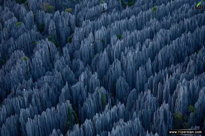 تصاویری از جنگل سنگی در ماداگاسکار - آکا
