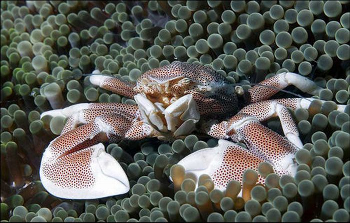 خرچنگ فیلیپین 