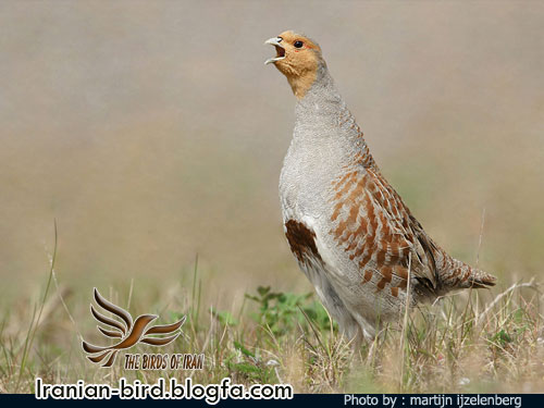 کبک چیل جنس نر - Male Common Partridge - Perdix perdix