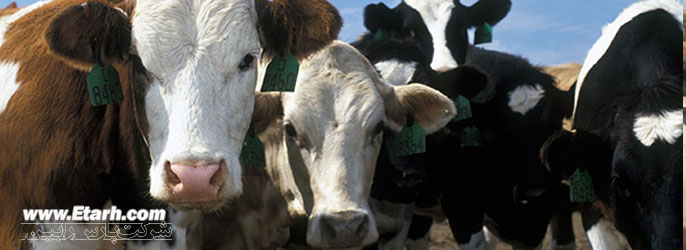 راهنمای احداث و راه اندازی مزرعه پرورش گاو شیری