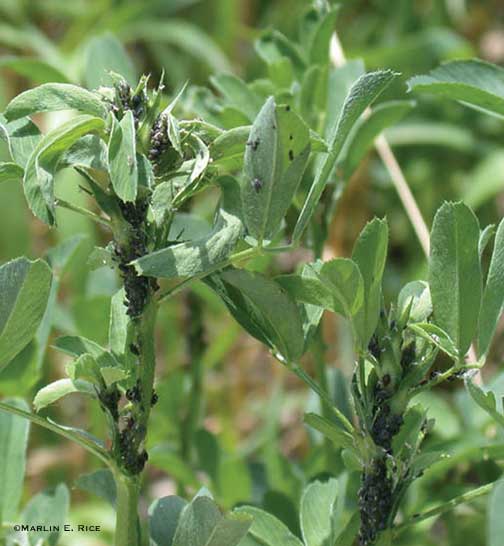Cowpea aphids on alfalfa