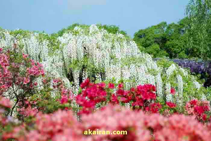 باغ زیبای گل در ژاپن  یک