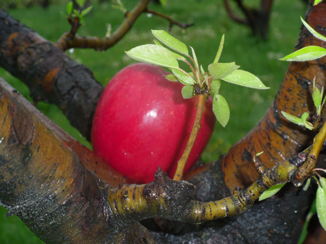 تصاویر زیبا از درختان سیب