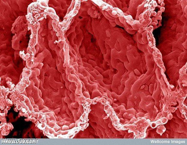 تصاویر کم نظیر میکروسکوپی از بدن انسان