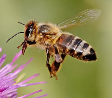 زهر زنبور عسل در درمان بيماري MS موثر است 