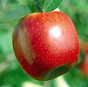 خواص سیب درختی برای پوست , سیب پخته , خواص سیب سبز در رژیم 