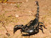 Scorpion_1005.jpg