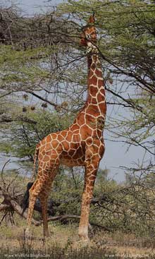 زرافه،Giraffe