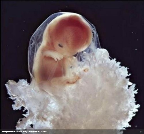 مراحل رشد جنین از لقاح تا تولد