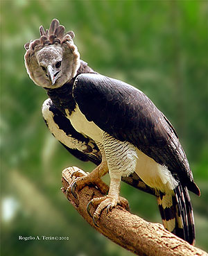 harpy-eagle-panama.jpg