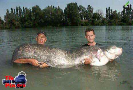 عکس ماهی های بزرگ 