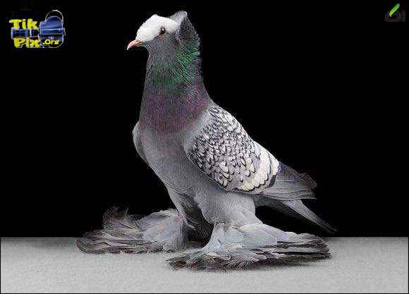عکس کبوتران زیبا 