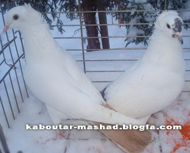 قیمت انواع کبوتر + عکس بعضی از نژاد های ایرانی پرشی و معرفی کبوتر سرک