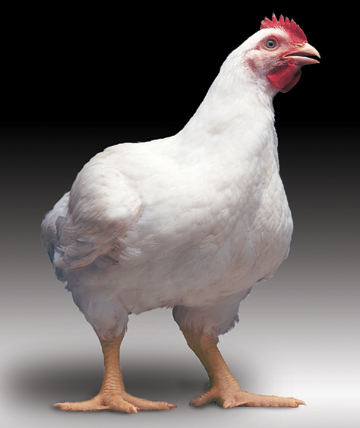 طرح توجیهی پرورش مرغ گوشتی 30000 قطعه