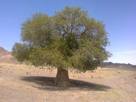 عکسی از درخت بنه اٌنجت