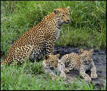 baby-leopard-pictures.jpg
