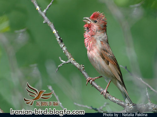 سهره گلی جنس نر - Scarlet Rosefinch