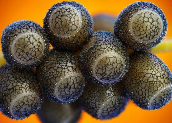 تصاویر میکروسکوپی میوه ها 