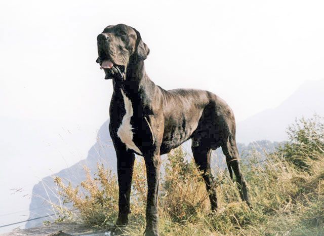 Немецкий дог Собаки. Каталог пород собак, виды собак, фото и описание