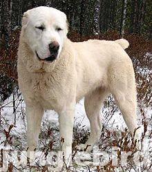 Asai Sheepdog Central-ALabay Dog