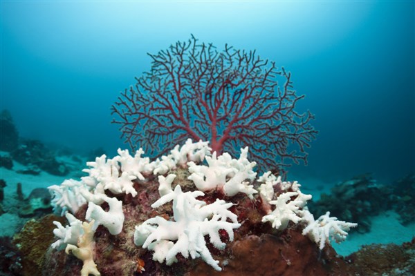 اخبار,اخبار علمی وآموزشی,چتر آفتابی برای نجات دیوار مرجانی