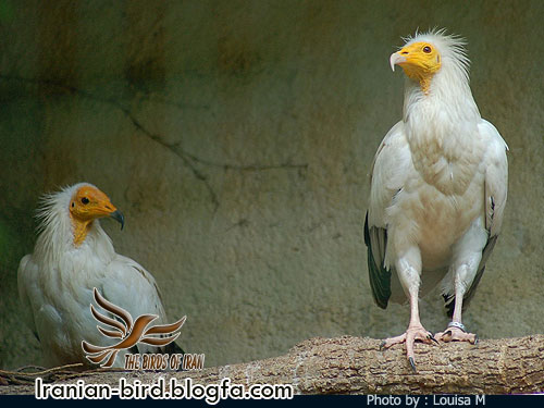 کرکس - Egyptian vulture