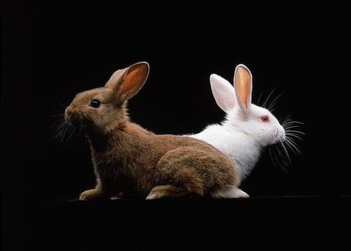 rabbit4.jpg