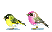 yellow and pink bird  animations