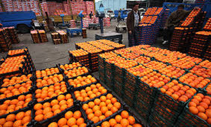 توزیع سیب و پرتقال به قیمت دولتی ازفردا در بروجرد آغاز می شود  
