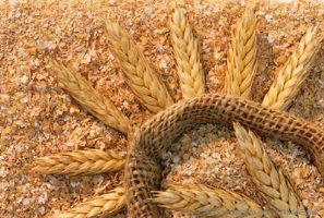 فواید سبوس گندم در طب سنتی 
