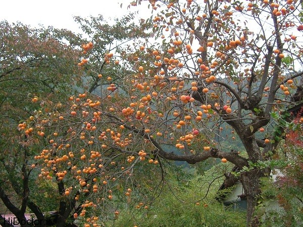 عکس درخت خرمالو 