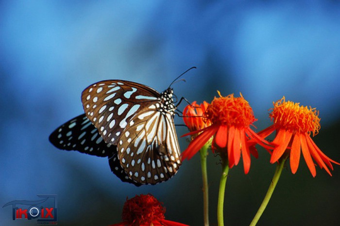 زیباترین, پروانه های, دنیا,عکس های طبیعت