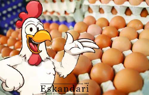 شرایط مورد نیاز برای تخم مرغ های قابل جوجه کشی