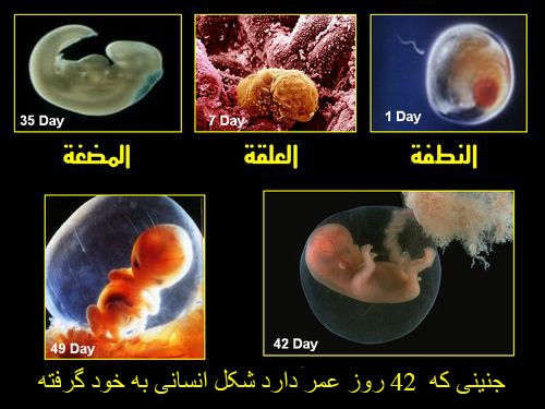 embryo_human_001%D8%AC%D9%86%DB%8C%D9%86