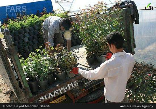 عکس های طبیعت,عکس: بازار گل و گیاه محلات گل و گیاه,استان مرکزی