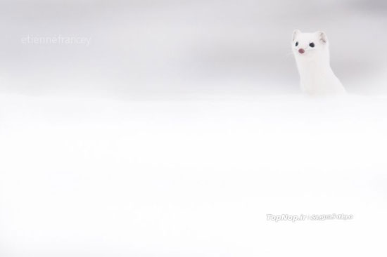 ,قاقم, حیوانی زیبا و سفید پوش +عکس قاقم,آس,جالب انگیز