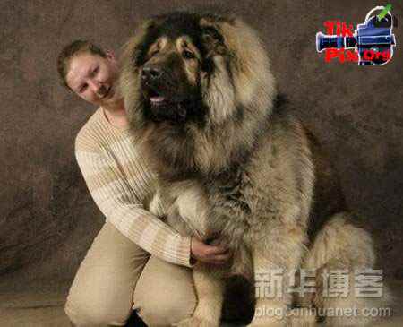 تصاویر سگ , بزرگ ترین سگ دنیا , عکس سگ بزرگ 