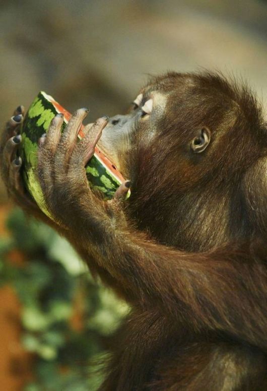 نحوه خوردن هندوانه توسط حيوانات
