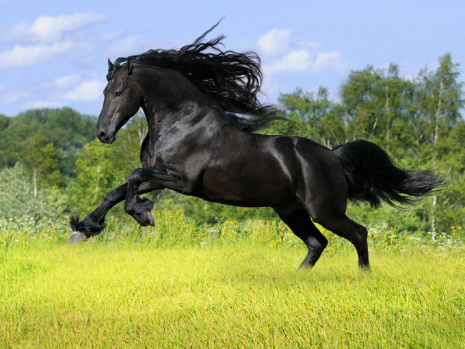 زیباترین اسب جهان2015 