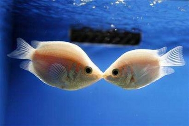 kissingfish.jpg