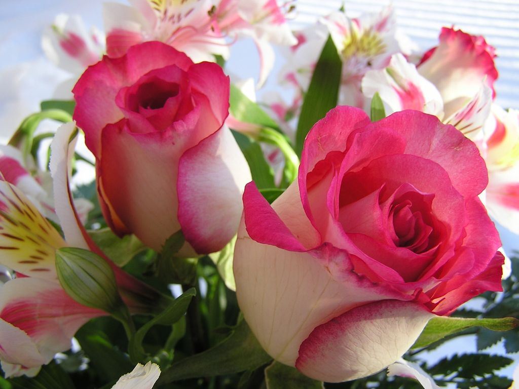 عکس زیباترین و خوشگل ترین گل های طبیعی