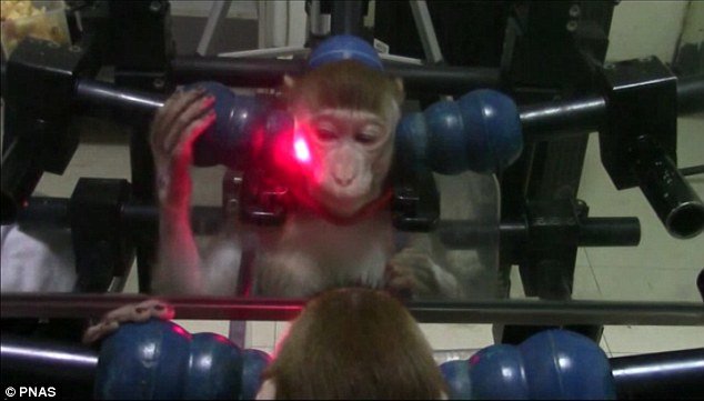 اخبار,اخبارعلمی وآموزشی,آموزش میمونها برای تشخیص چهره خود در آینه