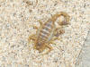 Scorpion_1014.jpg