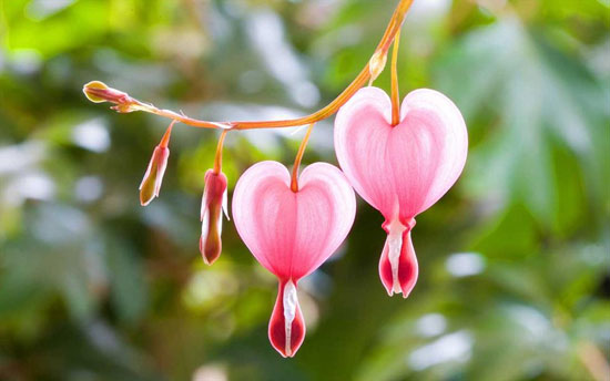 عکس های طبیعت,گلی فوق‌العاده زیبا با نام خونریز قلب +عکس گل خونریز قلب