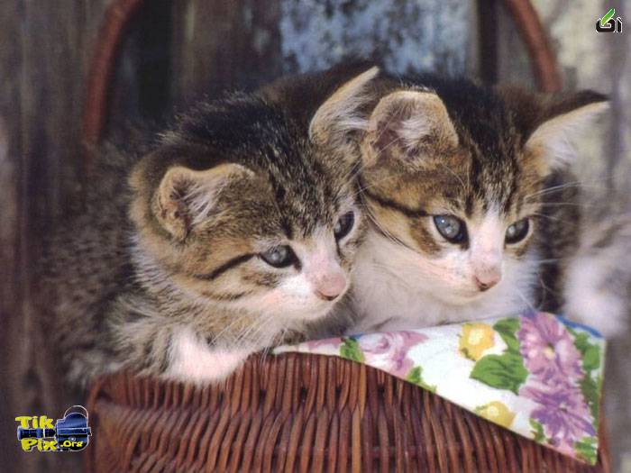 گربه های ناز و ملوس - آکا