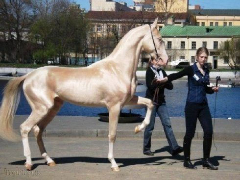 اسبهای زیبای دنیا , گران ترین اسب , گرانترین اسب ترکمن دنیا 