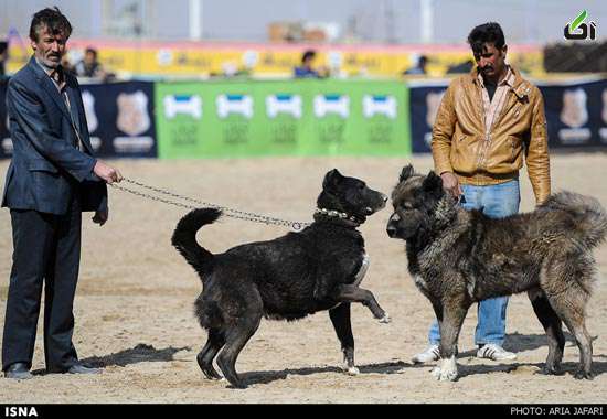 عکس قویترین سگ ایران , بهترین سگ ایران 