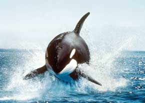 نهنگ‌هاي گوژپشت؛ خوانندگان حرفه‌اي اقيانوس‌ها